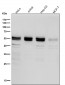 Anti-Caspase-8 Rabbit Monoclonal Antibody